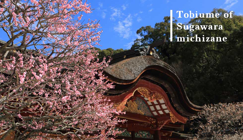 Plum blossoms of Michimasa Sugawara